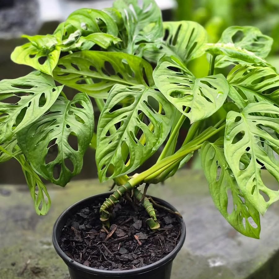 Costela-de-adão em vaso na loja Colibri Plantas
